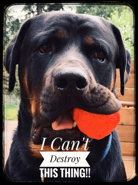 Wunderball Dog Toy